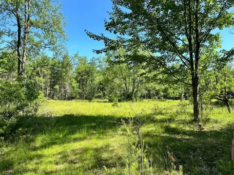 29.7 Acres Wooded Land