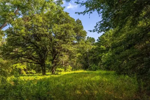 56 Acres of Wooded Land