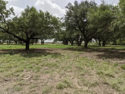 20 Acres with Live Oak Trees