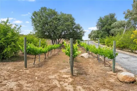 Murrieta Land with Orchard, Vineyard