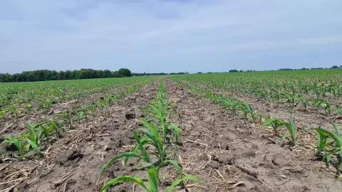 Vacant Farmland Tract