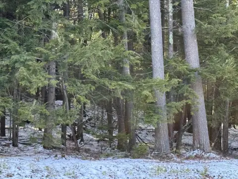 Wooded Land Near Newfound Lake