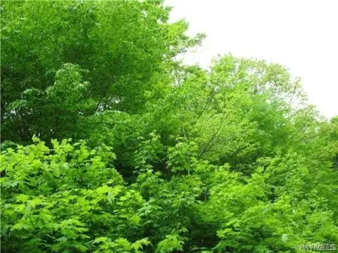 Level Lot Near Ellicottville