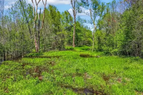 Recreational Land with Hunting Potential