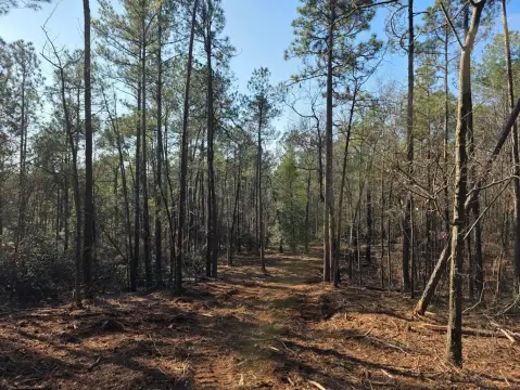 Wooded Acreage Ideal for Homes