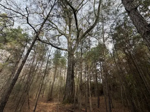 27 Acres Vacant Land