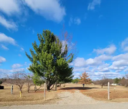 Vacant Land in Sugar Springs
