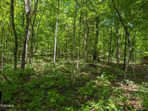 Rogersville Land with Wooded Privacy