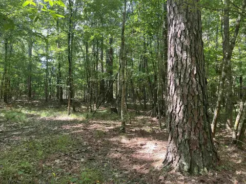 20-Acre Hunting Land