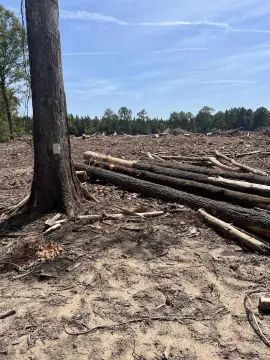 Clear-Cut Hunting Land