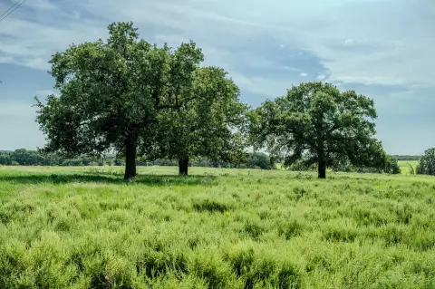 Working Ranch with Timber and Pasture