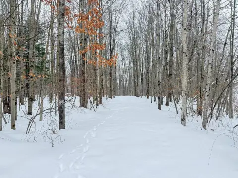 Recreational Land with Hunting Potential