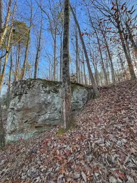 Recreation Land with Pine Timber
