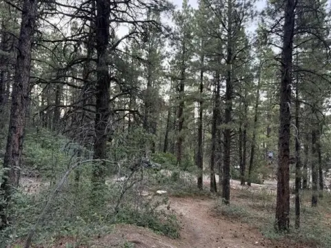 Wooded Recreation Land Lot
