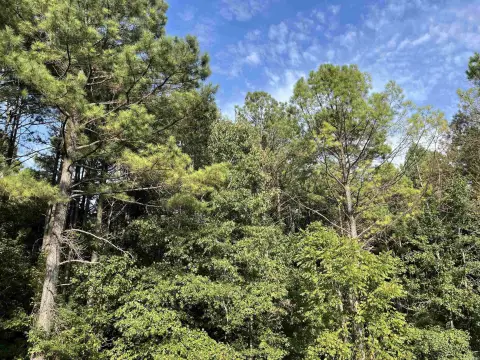 Mixed-Timber Hunting Land