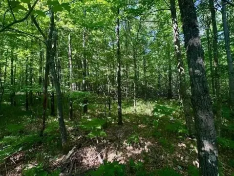 Wooded Recreation Land with Storage Building