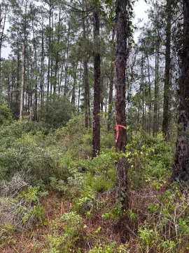 Quarter Acre Land in Lehigh