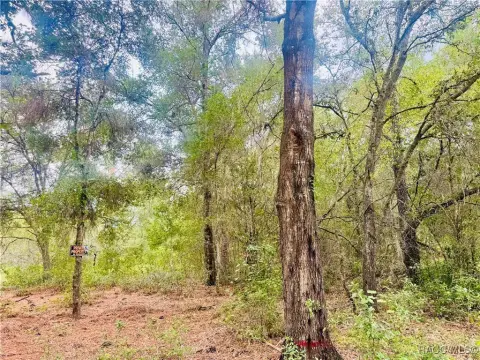 Wooded Parcel in Inverness, FL