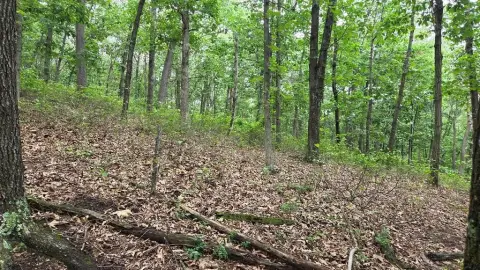 Wooded Recreation Land Parcel