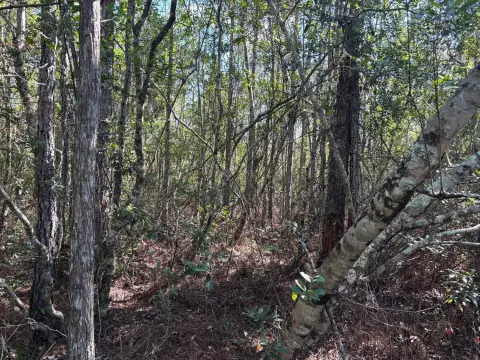 Secluded Land Tract in Holopaw