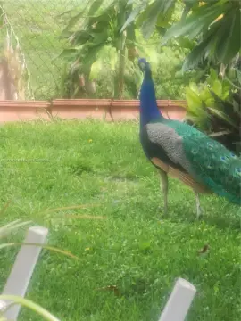 Residential Land in Inverness, FL