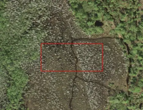 Holopaw Hunting Land For Sale