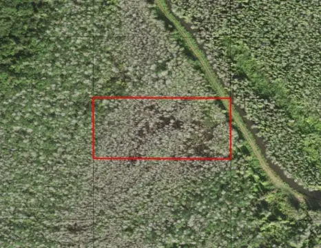 Holopaw Groves Hunting Land