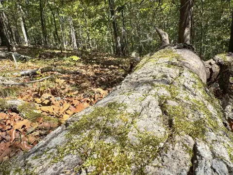 Wooded Recreation Land