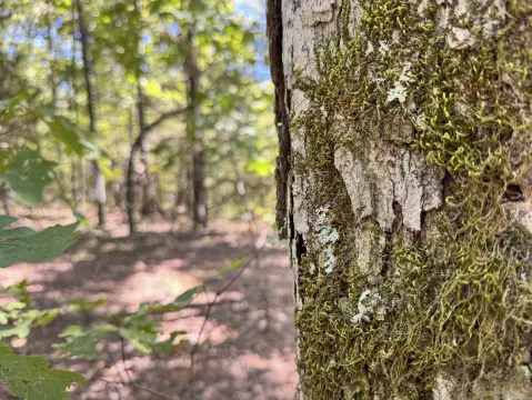 Wooded Recreation Land