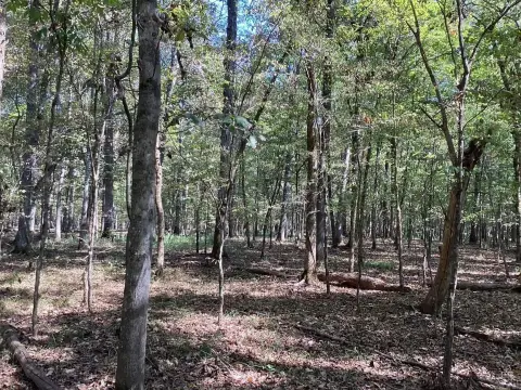 53-Acre Hunting Land