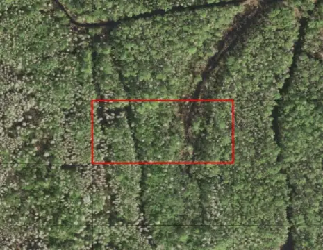 Holopaw Groves Hunting Land