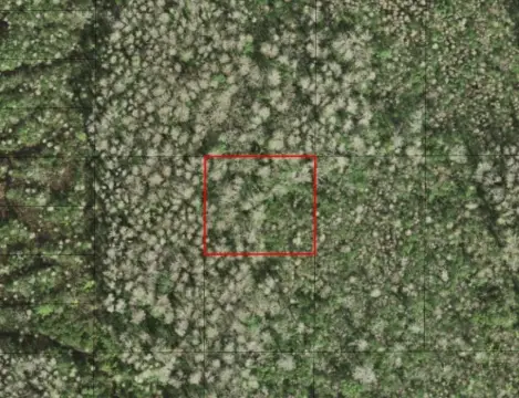 Land in Holopaw Groves