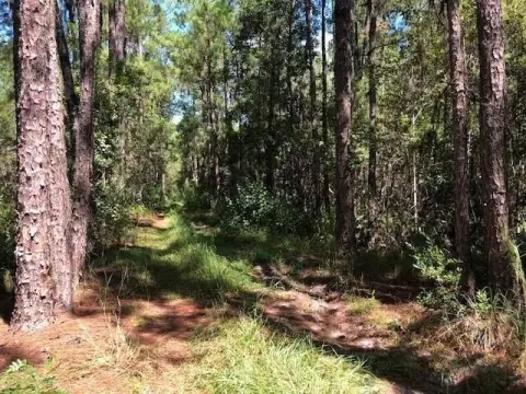 Polk County Hunting Land