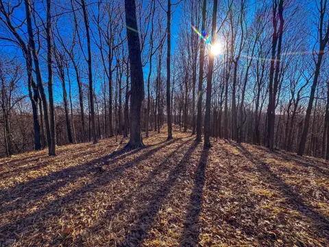 Timberland Hunting Tract
