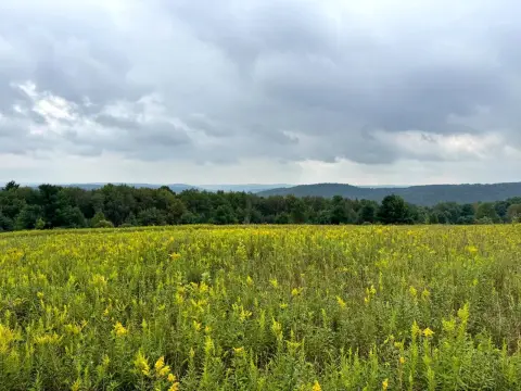 Recreation Land with Meadows and Woods