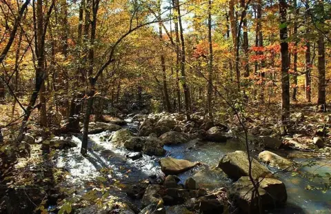 Hunting Land with Off-Grid Cabin