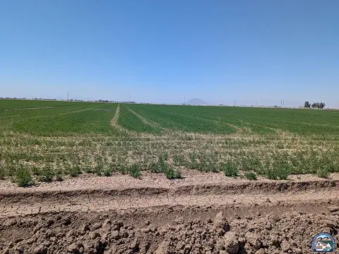 Productive Alfalfa and Kleingrass Farmland