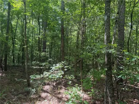 Forested Land Tract