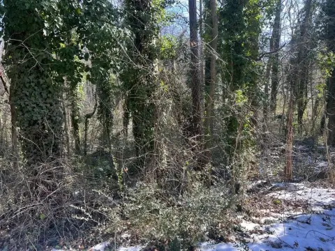 South Boston Wooded Lot