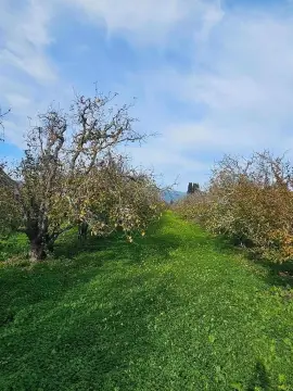 Apple Orchard Agricultural Land