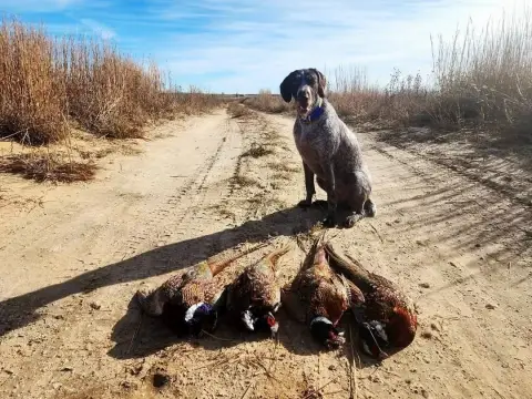 CRP Hunting Land