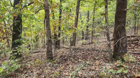 Flippin, AR Wooded Acreage