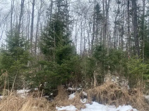 Forested Land on Hwy 64