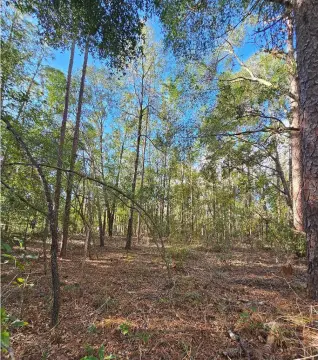 Live Oak Residential Lot Opportunity