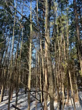 3.16 AC Wooded Residential Lot