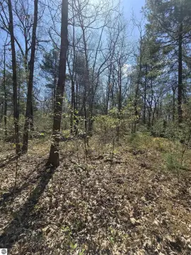 Wooded Land Parcel in White Cloud