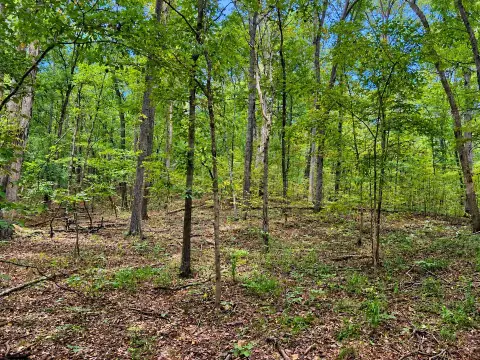 Wooded Hunting Land