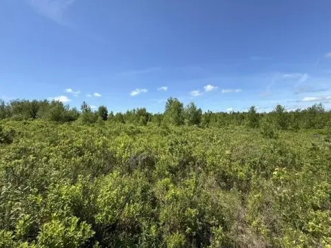 Blueberry Land with Lake Views