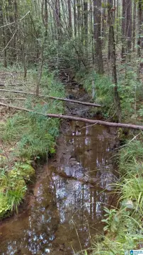 Recreational Land Tract with Wooded Areas