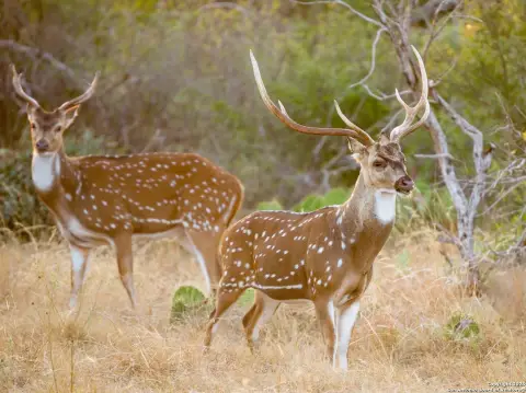 Cordillera Ranch Home Site